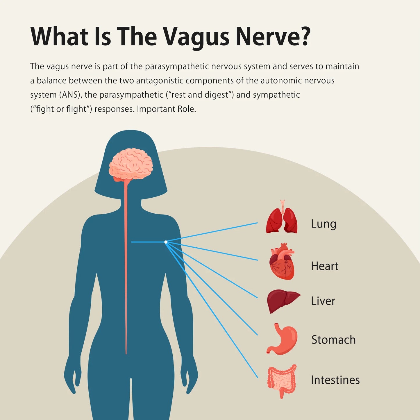ZenoWell Non Drug-Free Nerve Stimulation For Sleep And Anxiety
